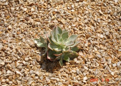 feature planting